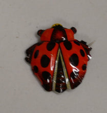 Indlæs billede til gallerivisning Ældre Badge mount set med insekter og nogle løse