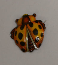 Indlæs billede til gallerivisning Ældre Badge mount set med insekter og nogle løse