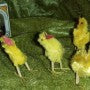 4 gamle påskekyllinger med rødt næb