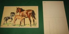 4 Gammelt postkort med heste kat mm af Pein