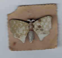 Indlæs billede til gallerivisning Fine gamle sommerfugle pins
